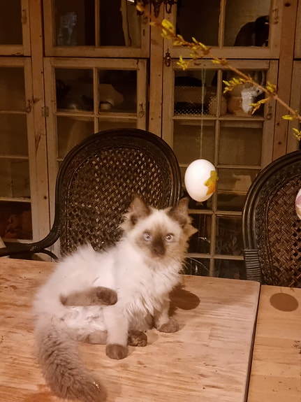 Product image 5 of 9