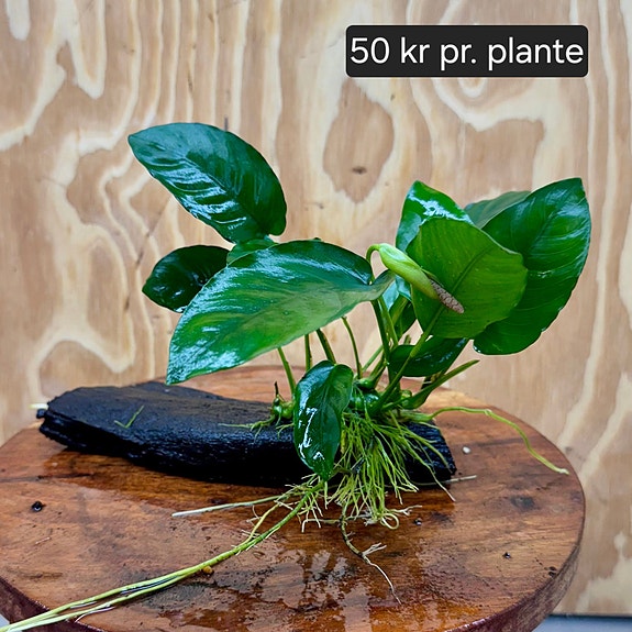 Product image 13 of 14