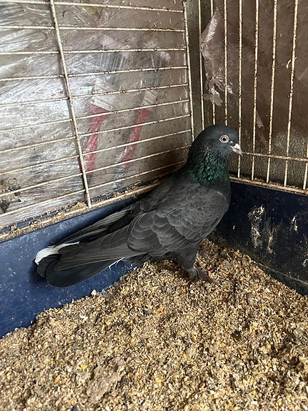 Product image 5 of 9