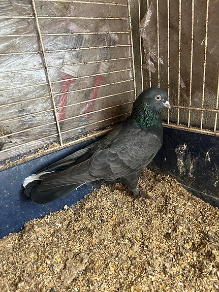 Product image 9 of 9