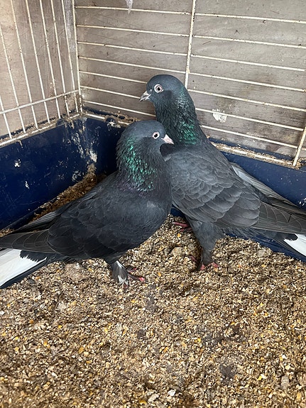 Product image 2 of 9