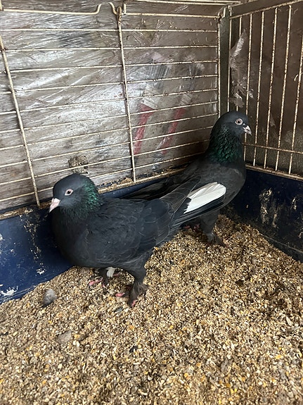 Product image 8 of 9