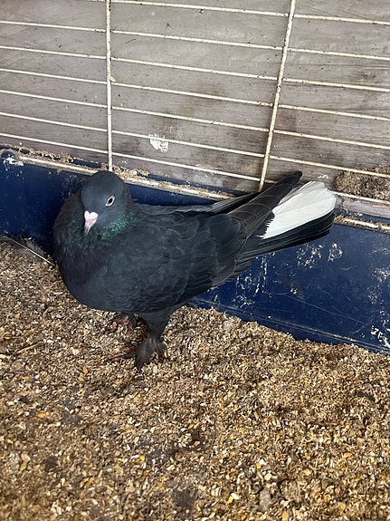 Product image 4 of 9