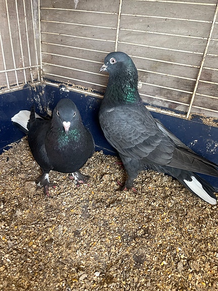 Product image 7 of 9