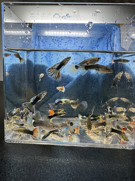 Product image 11 of 15