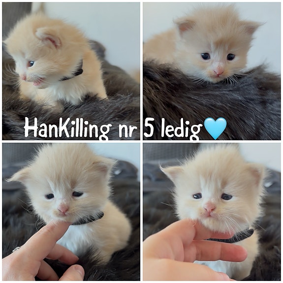 Product image 5 of 7