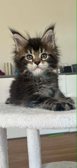 Product image 5 of 9