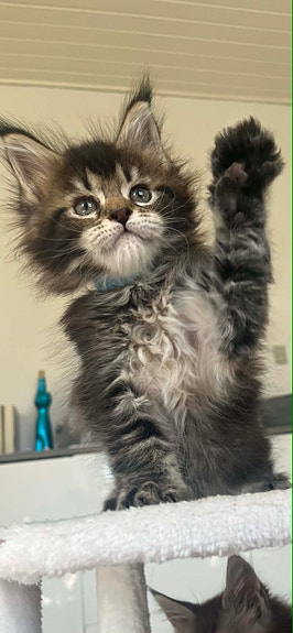 Product image 7 of 9