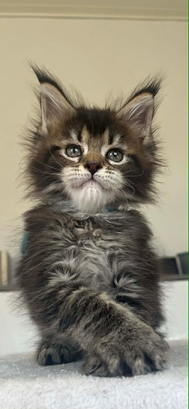 Product image 3 of 9