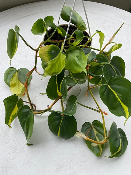 Product image 5 of 15