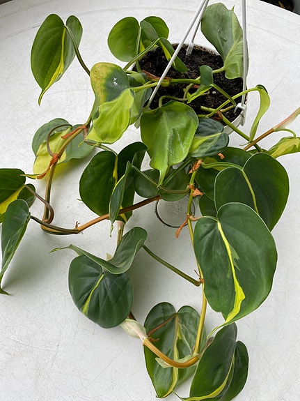 Product image 9 of 15