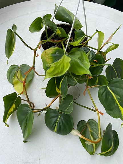 Product image 10 of 15