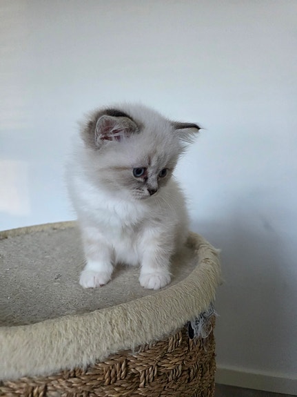 Product image 7 of 10