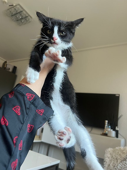 Product image 3 of 10