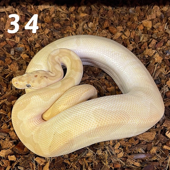 Product image 4 of 9