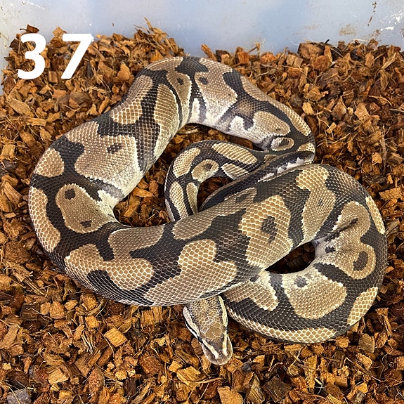 Product image 3 of 9