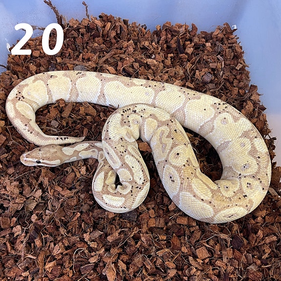 Product image 7 of 9