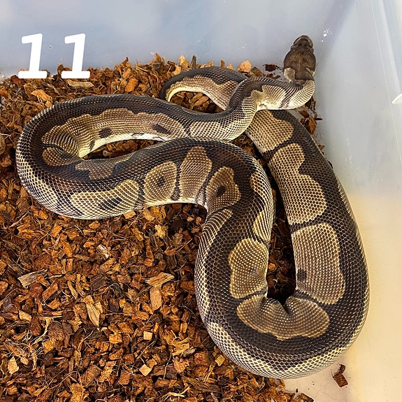 Product image 9 of 9