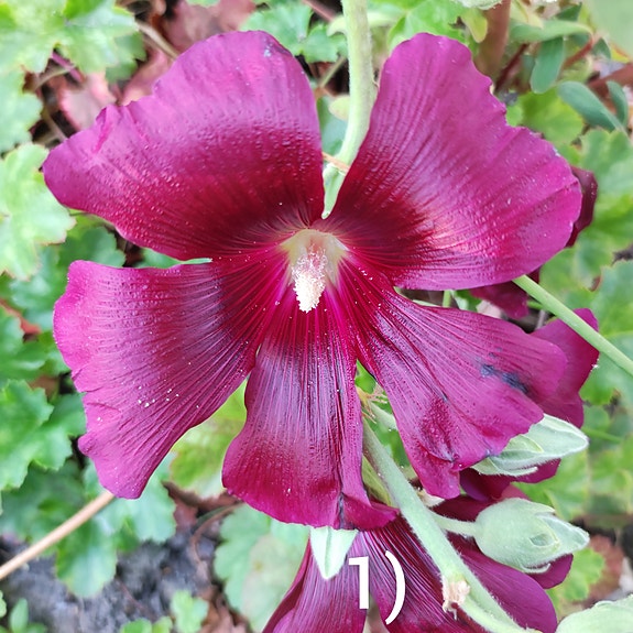 Product image 51 of 82