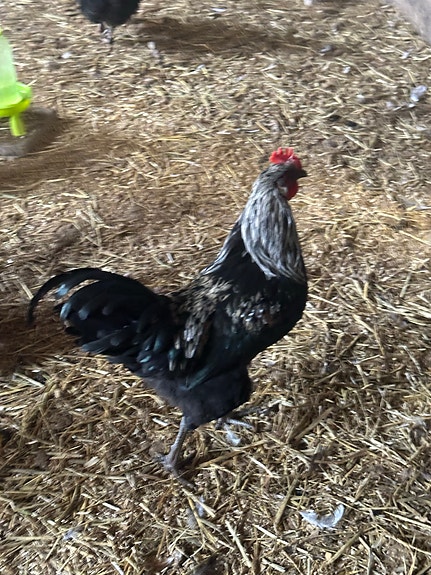 Product image 5 of 9