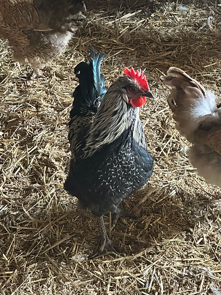 Product image 7 of 9