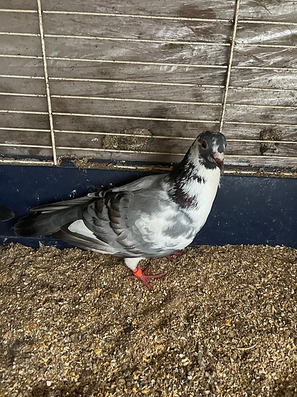 Product image 5 of 9