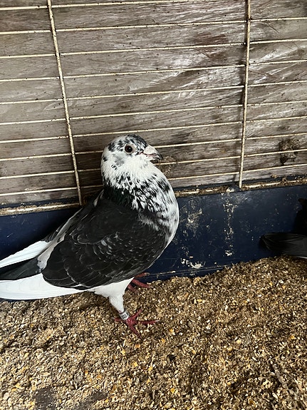 Product image 7 of 9