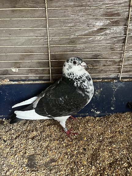 Product image 4 of 9