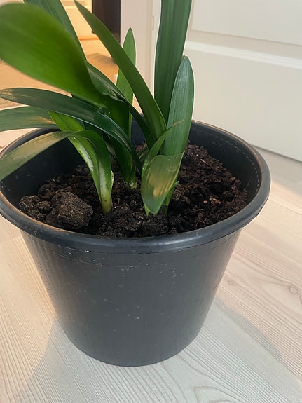 Product image 12 of 14