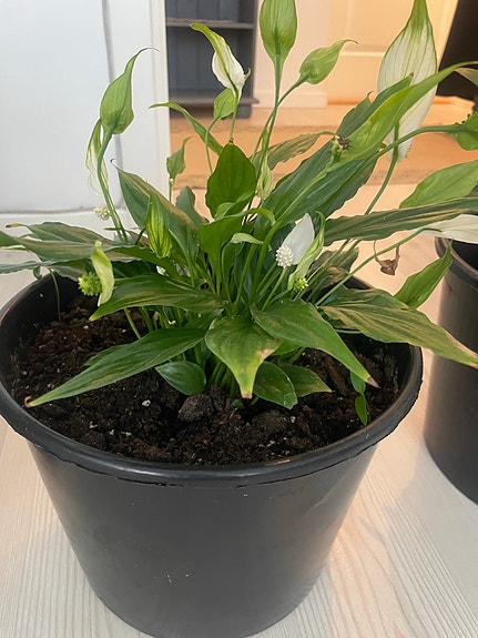 Product image 11 of 14