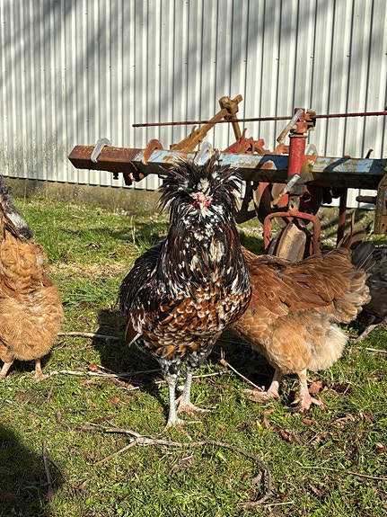 Product image 3 of 8