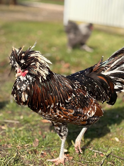 Product image 5 of 8