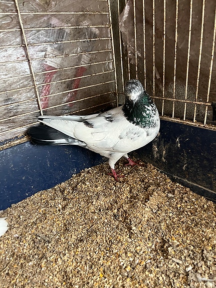 Product image 4 of 9