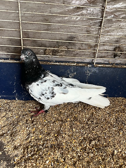 Product image 5 of 9