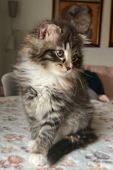 Product image 4 of 6