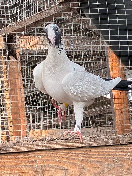 Product image 4 of 8