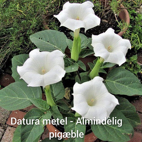 Product image 63 of 90