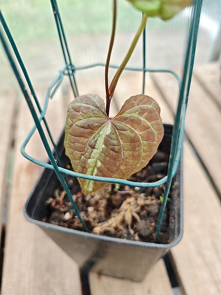 Product image 15 of 16