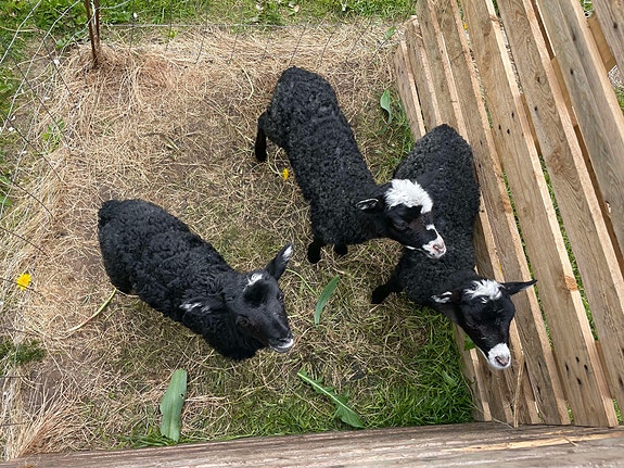 Product image 5 of 9