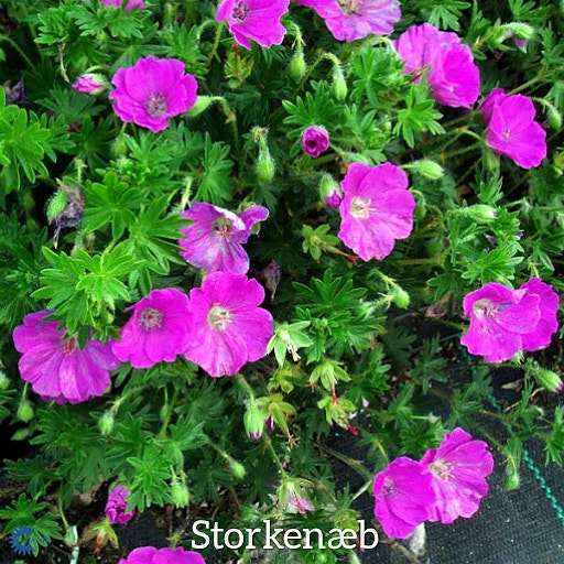Product image 92 of 95