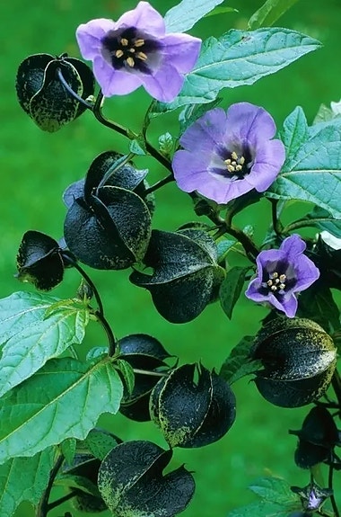 Product image 63 of 95