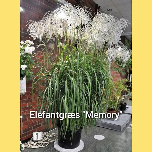 Product image 55 of 65