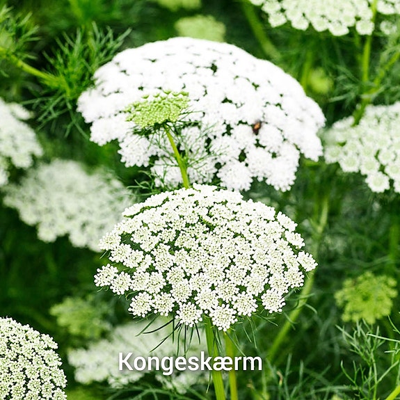 Product image 51 of 65