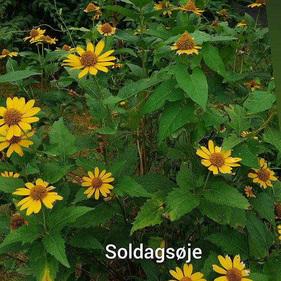 Product image 93 of 100