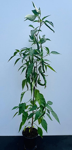 Product image 15 of 17