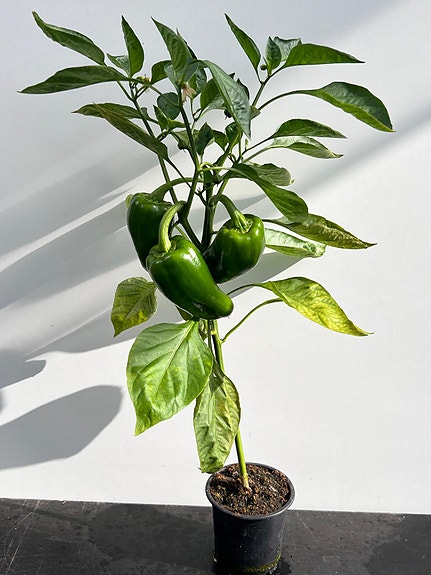Product image 14 of 17
