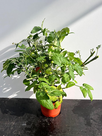 Product image 17 of 17