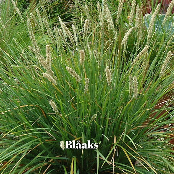 Product image 6 of 19