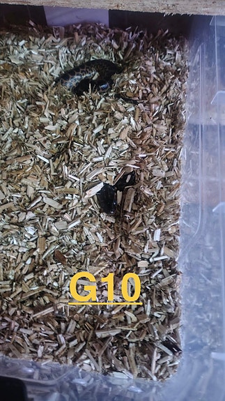 Product image 11 of 12