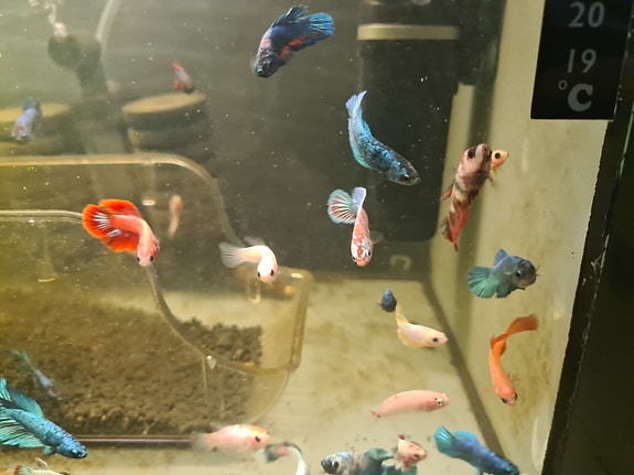Product image 19 of 25